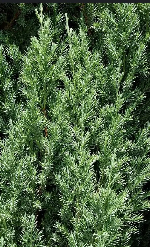Juniperus Fzeriana 4L