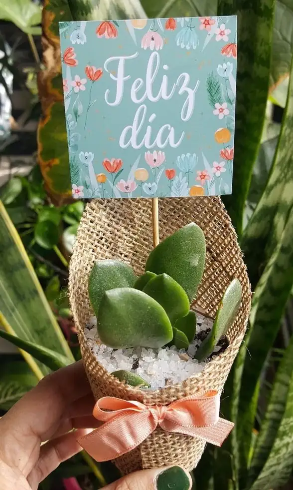 Mini suculenta