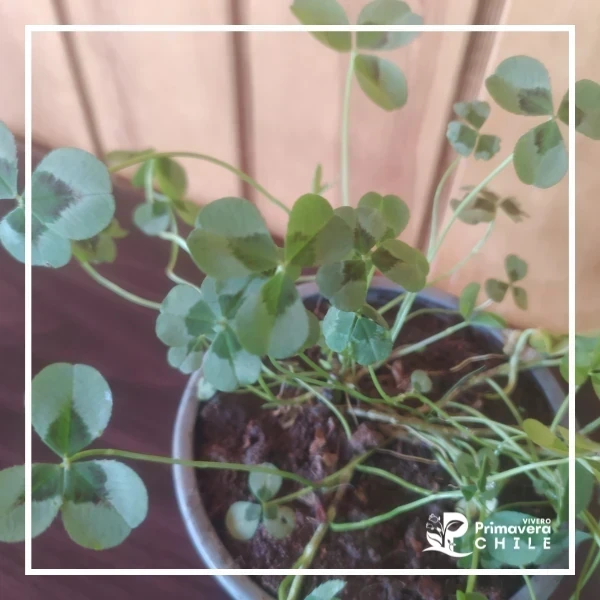 Trebol Colores (Oxalis sp.) 3