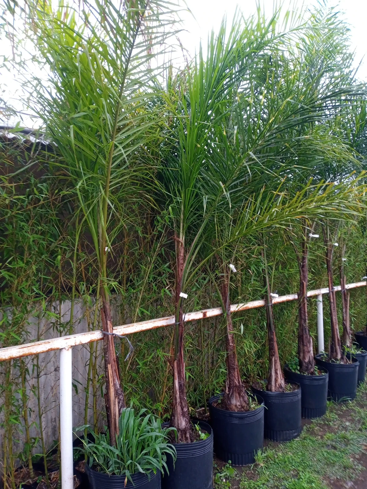 Palmera pindo 4