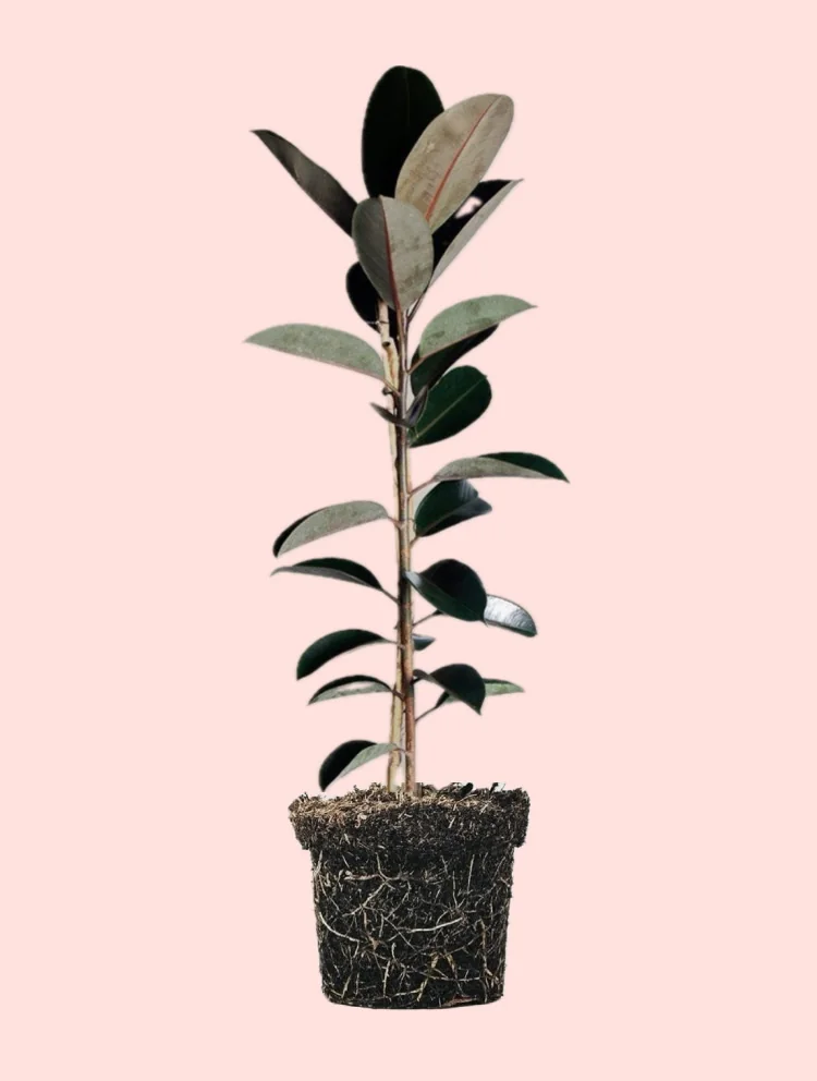 Ficus Elástica