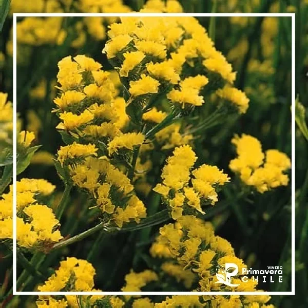 Semillas Estatice Sinuata Amarillo