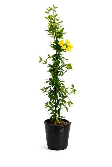 Jazmín amarillo