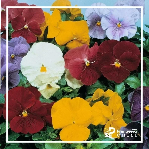 Semillas Pensamiento Riva Bella