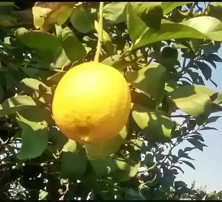 Limonero Genova 4E
