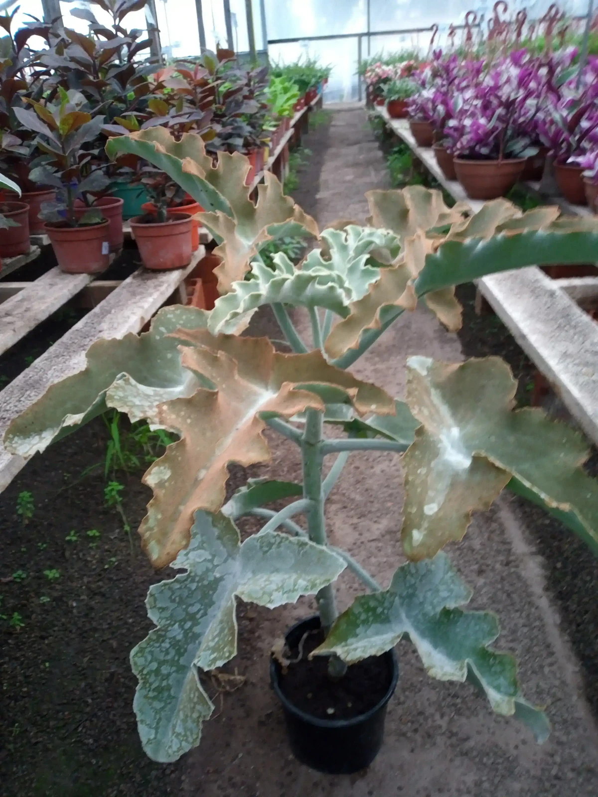 Kalanchoe 
