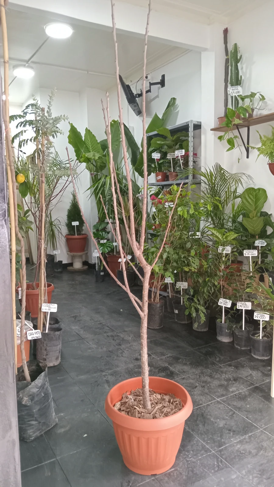Cerezo Arbol Grande 3