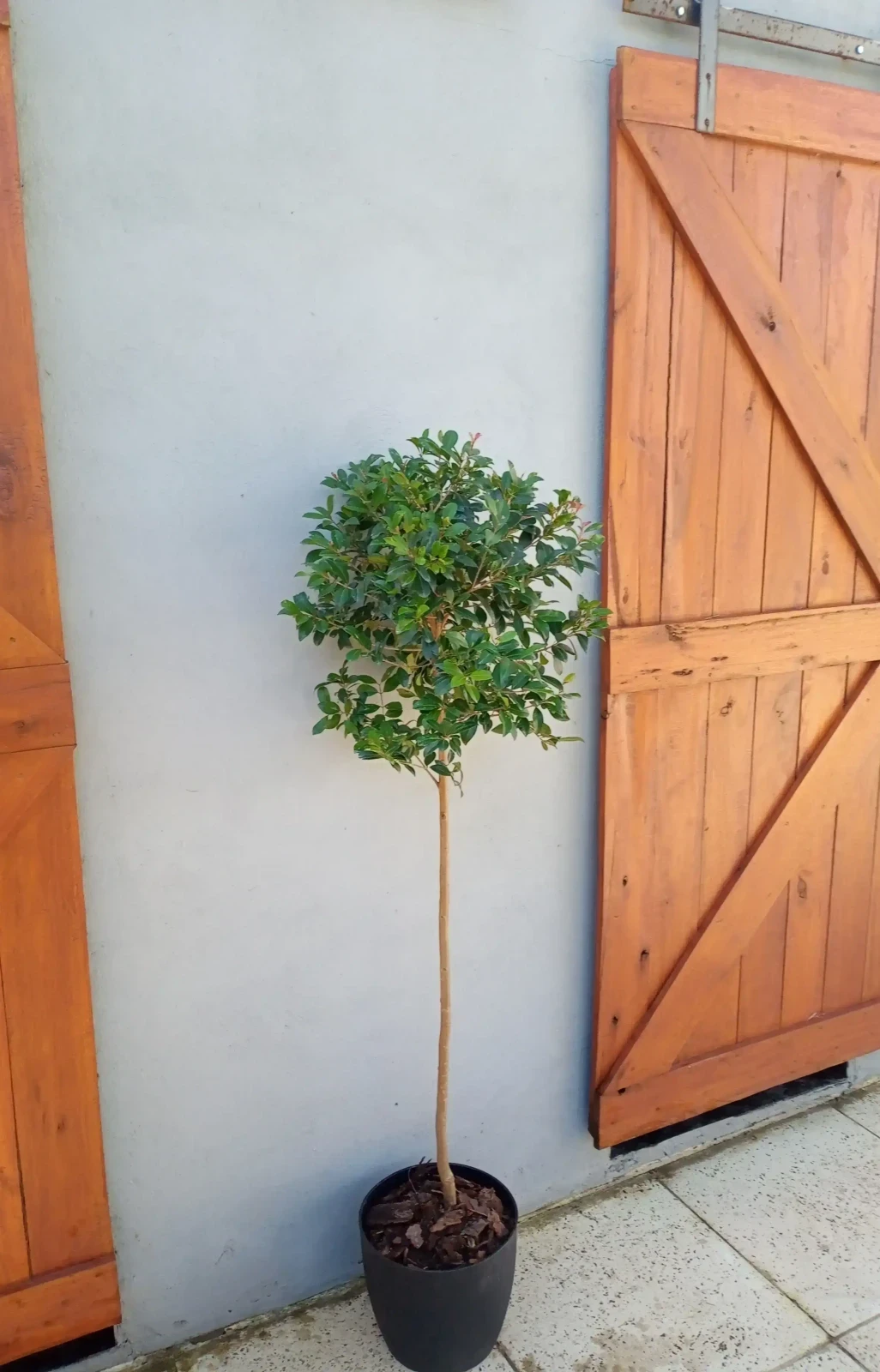 Eugenia Topiaria C/Maceta Paris 2