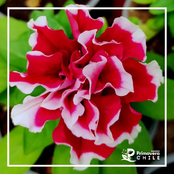 Petunia Doble