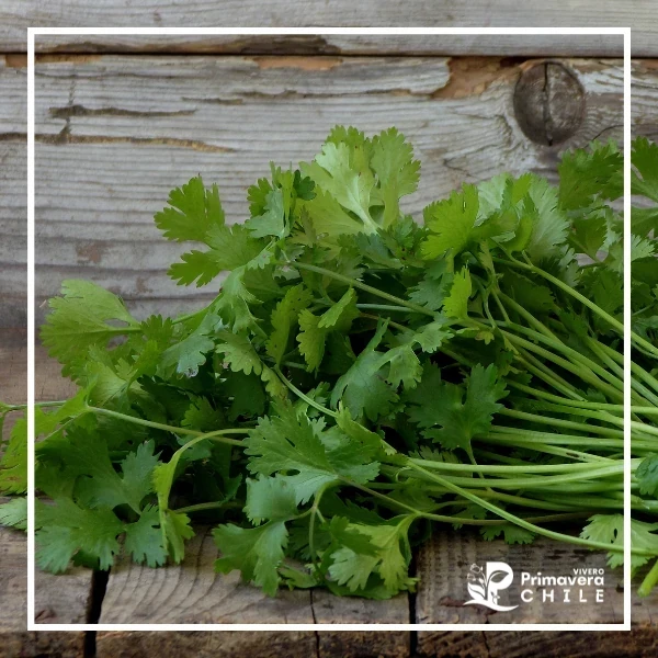Almacigo Cilantro 3