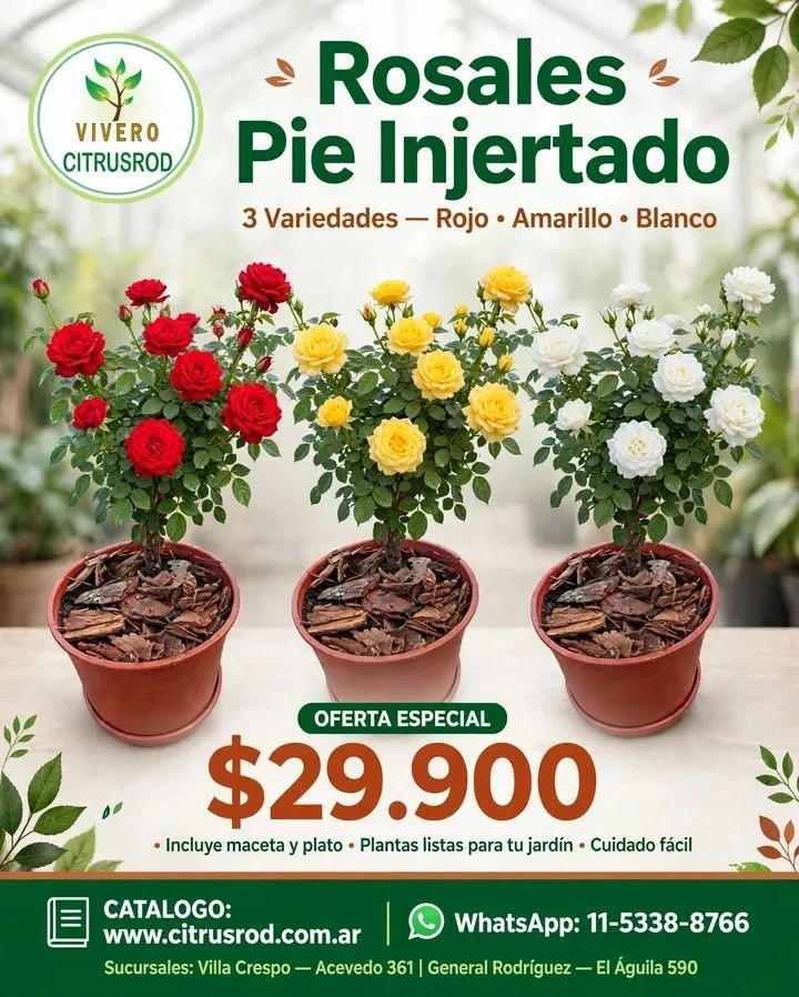 Rosa en Maceta 