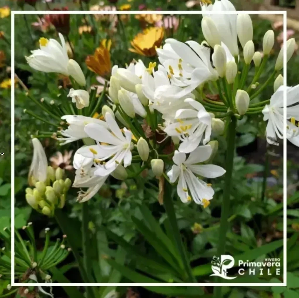 Agapanto Bola de Nieve "Agapanthus Snowball"