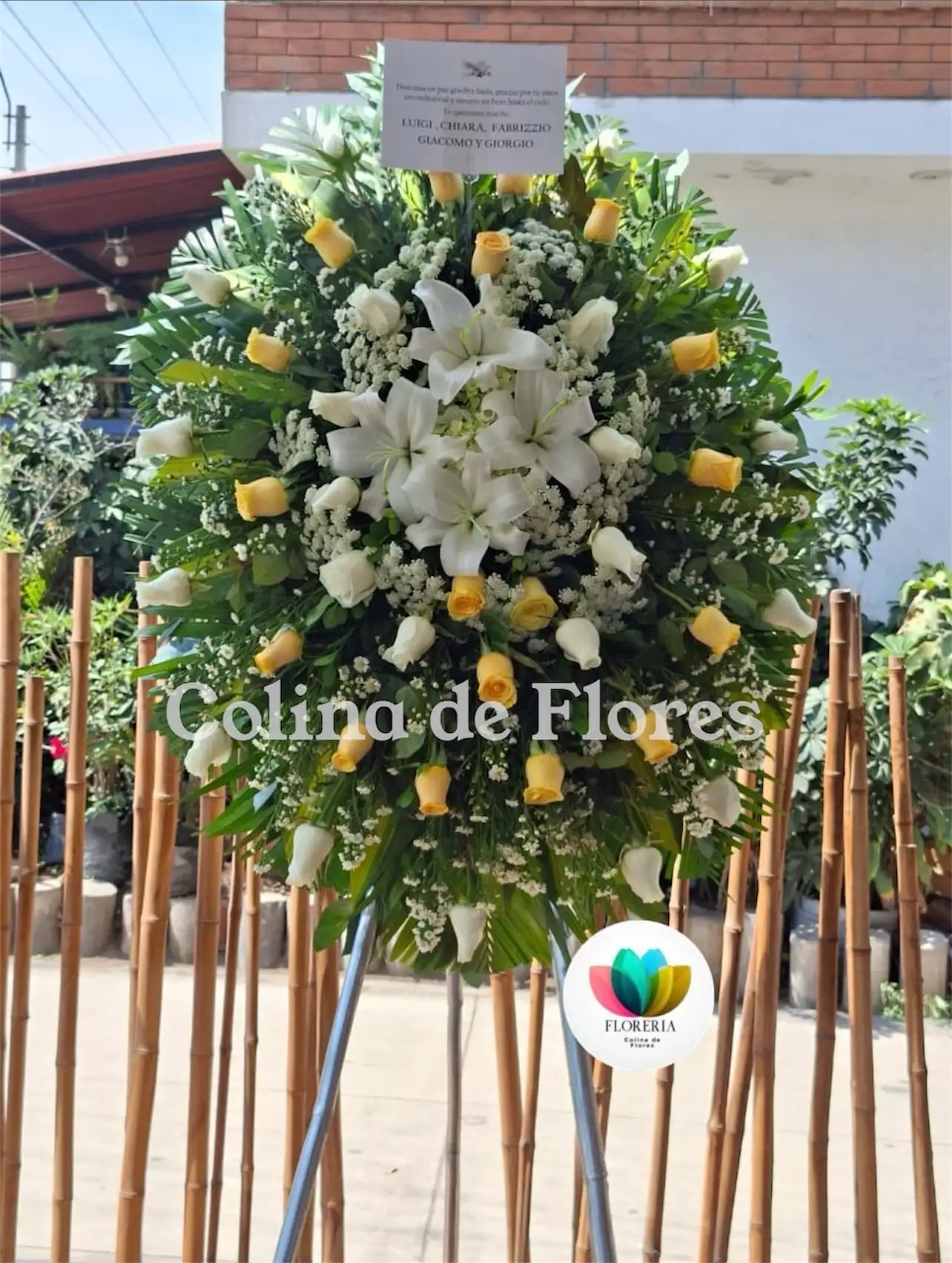 Tripo amarrillo y blanco