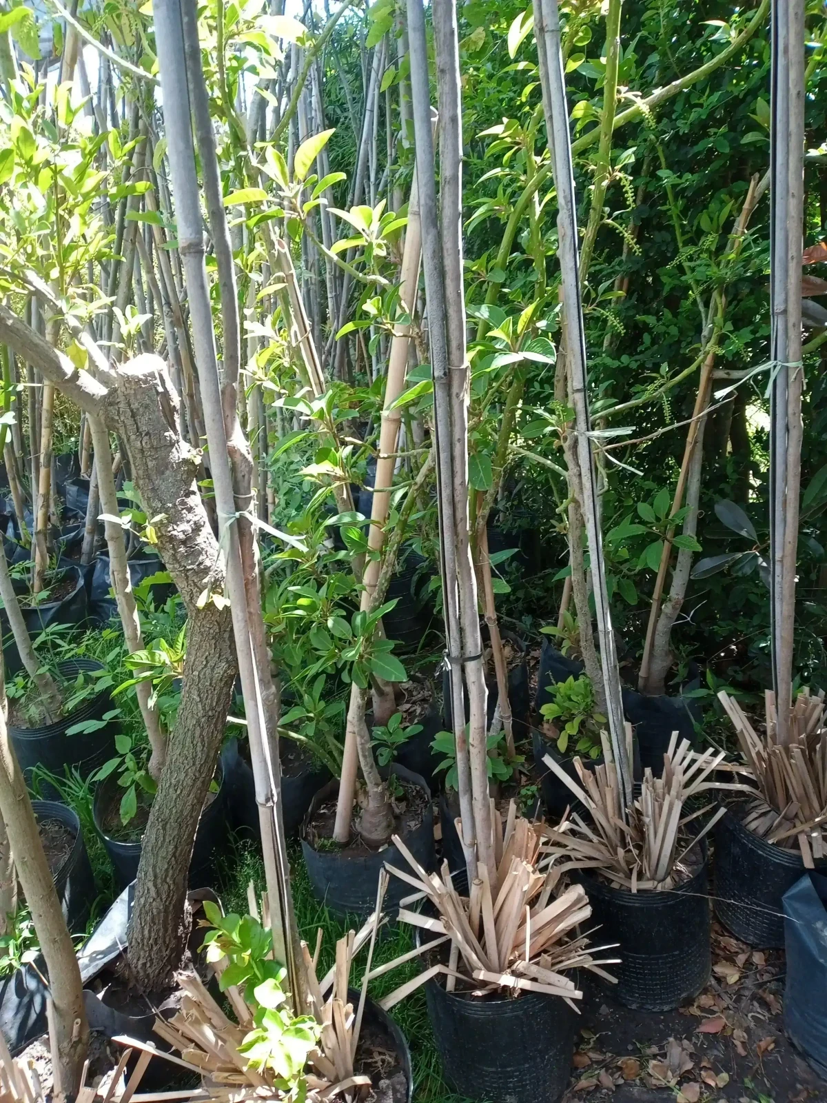Crespon/Lagerstroemia Fucsia 3