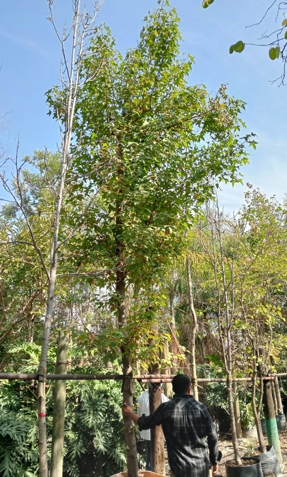 Liquidambar2