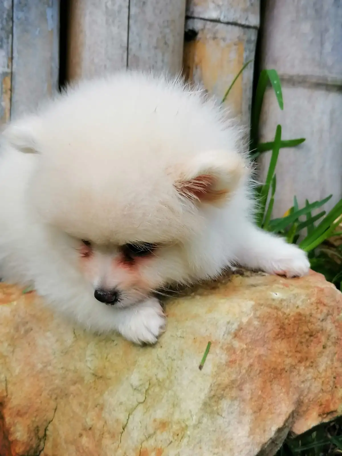POMERANIA MACHO 💙 2