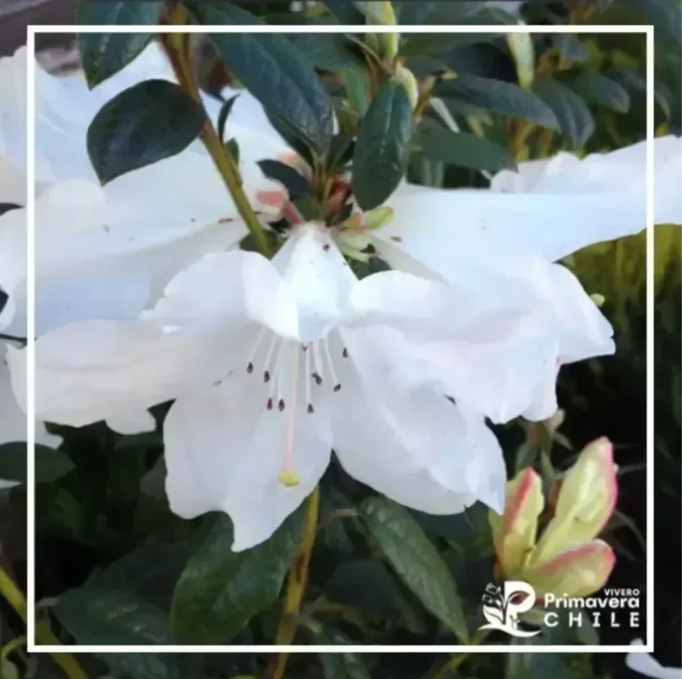 Rododendro Fragrantissimum - "Himalaya"