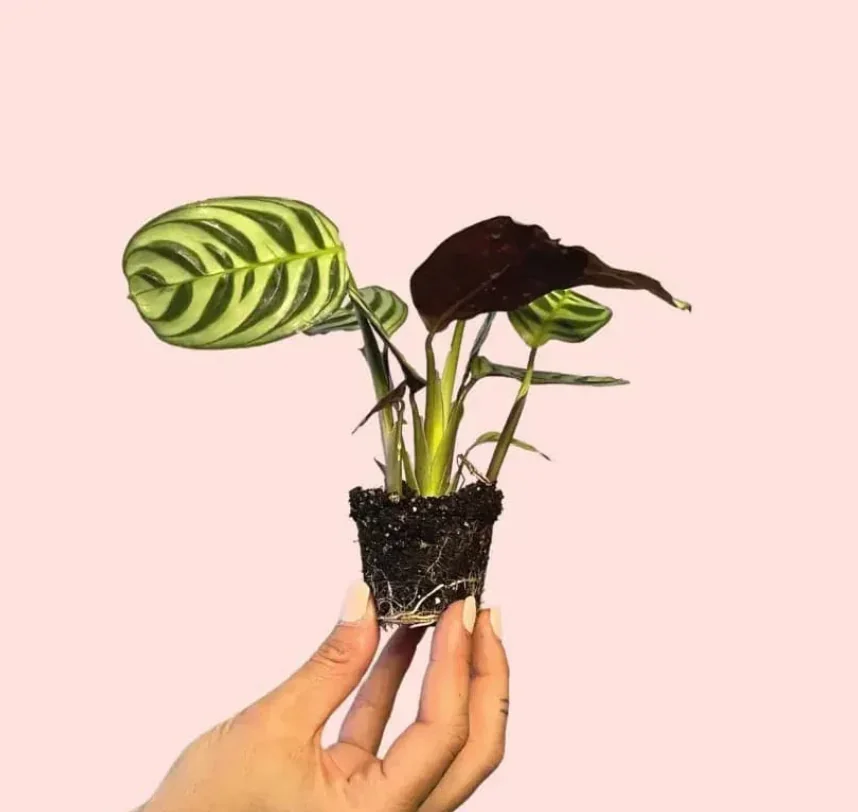 MARANTA AMABILIS 2