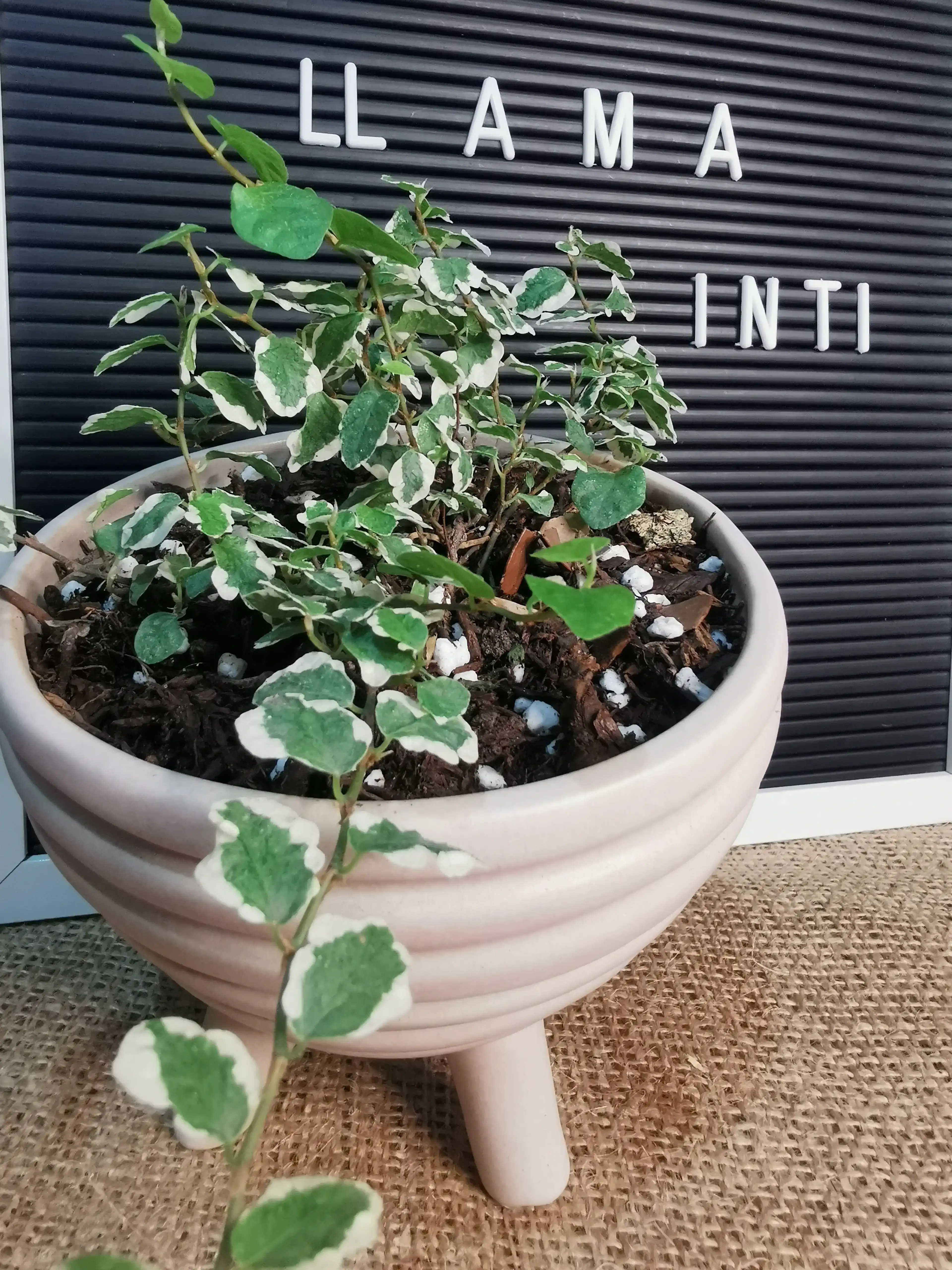 FICUS PUMILA (llama inti) 2