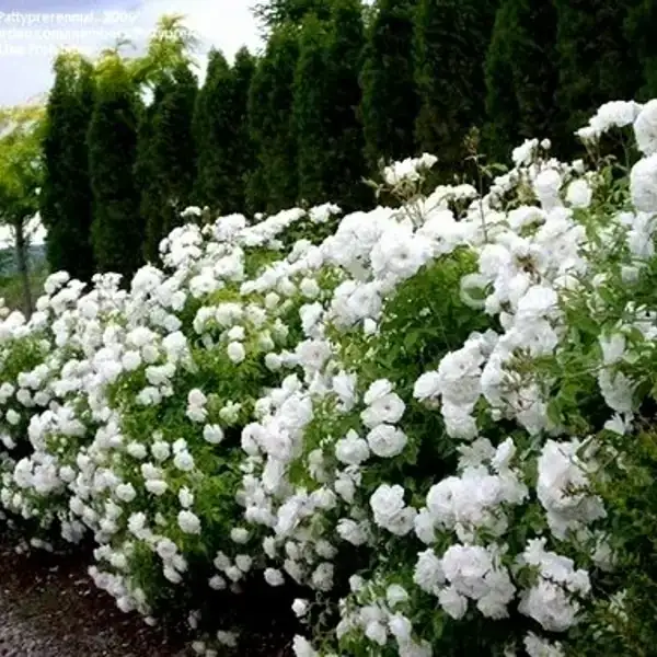 Rosa blanca (iceberg)