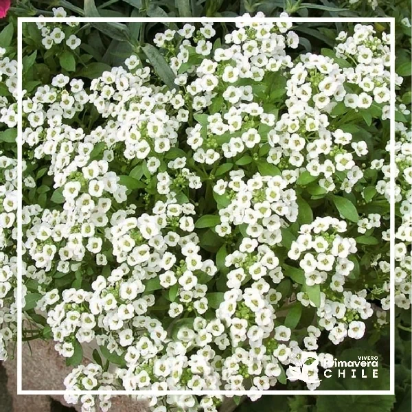 Semillas Aliso Blanco