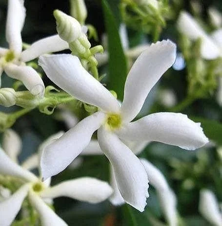 Jazmín de Leche