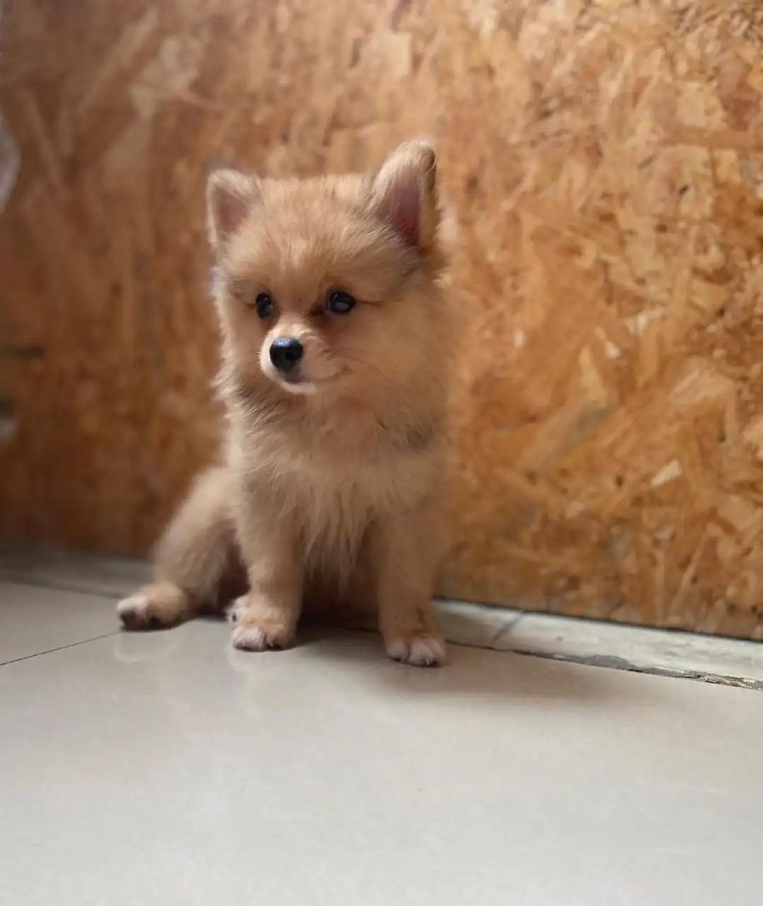 Pomerania 💙 Machito  2