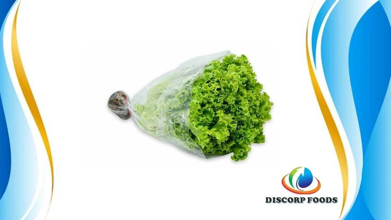 LECHUGA HIDROPONICA