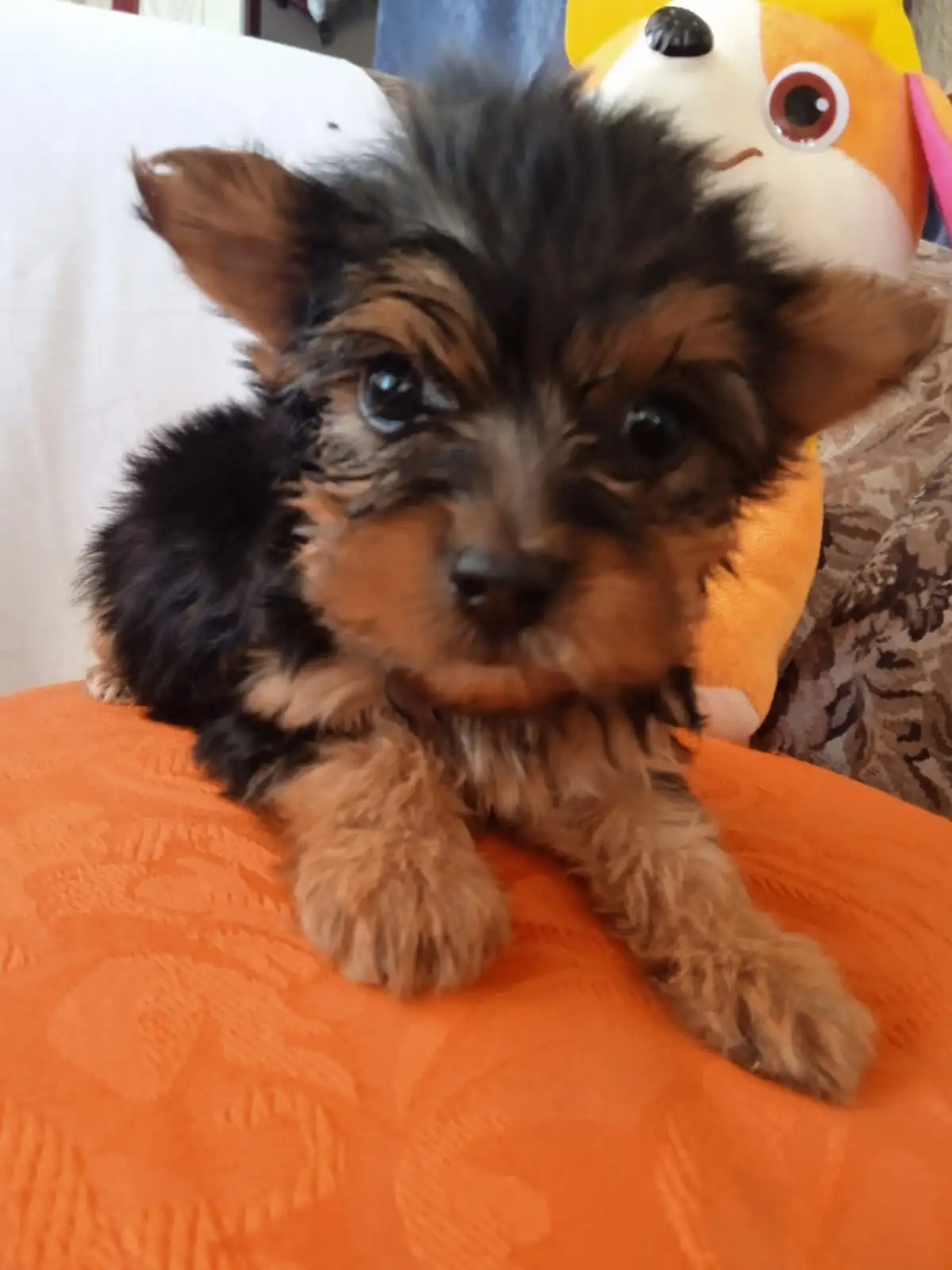 YORKIES YORKSHIRE TERRIER 