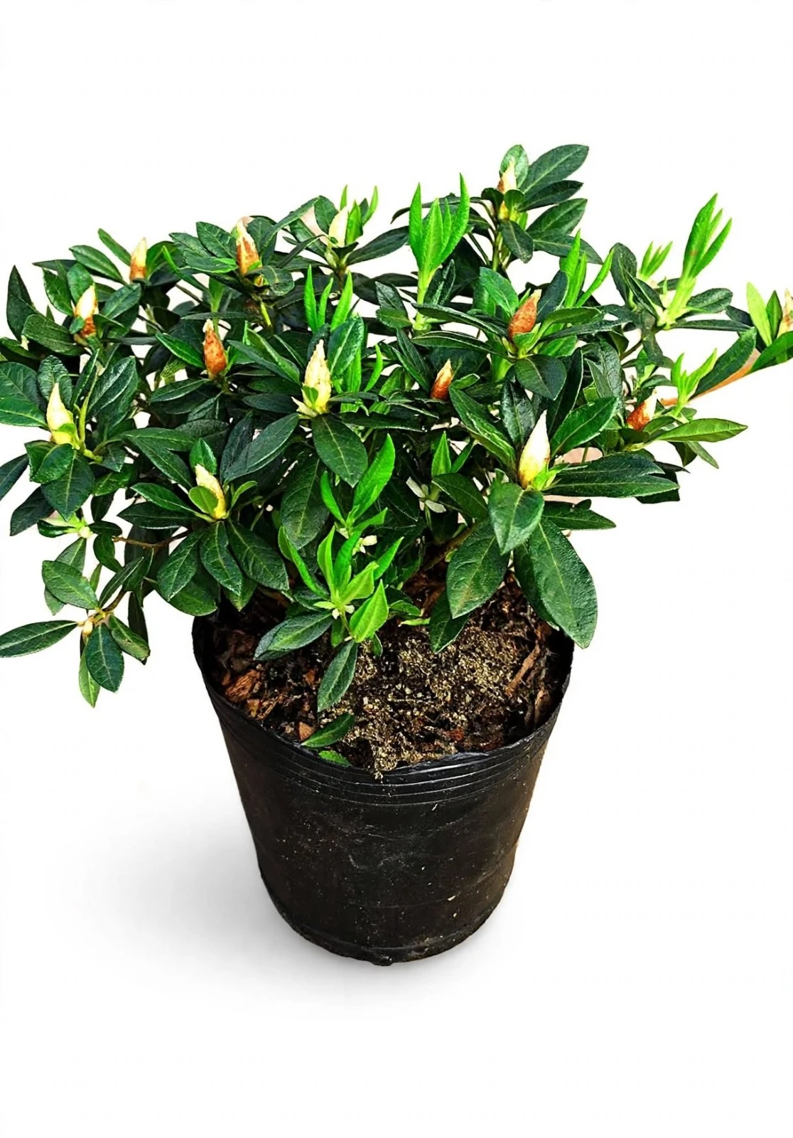 Azalea