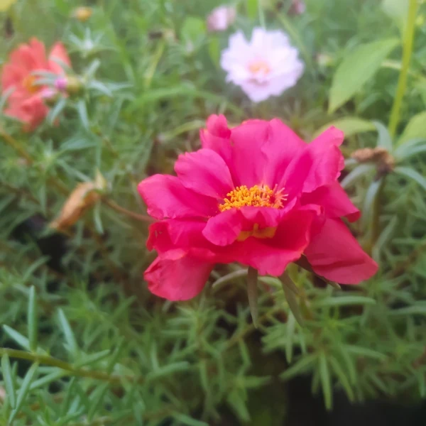 Portulaca 5