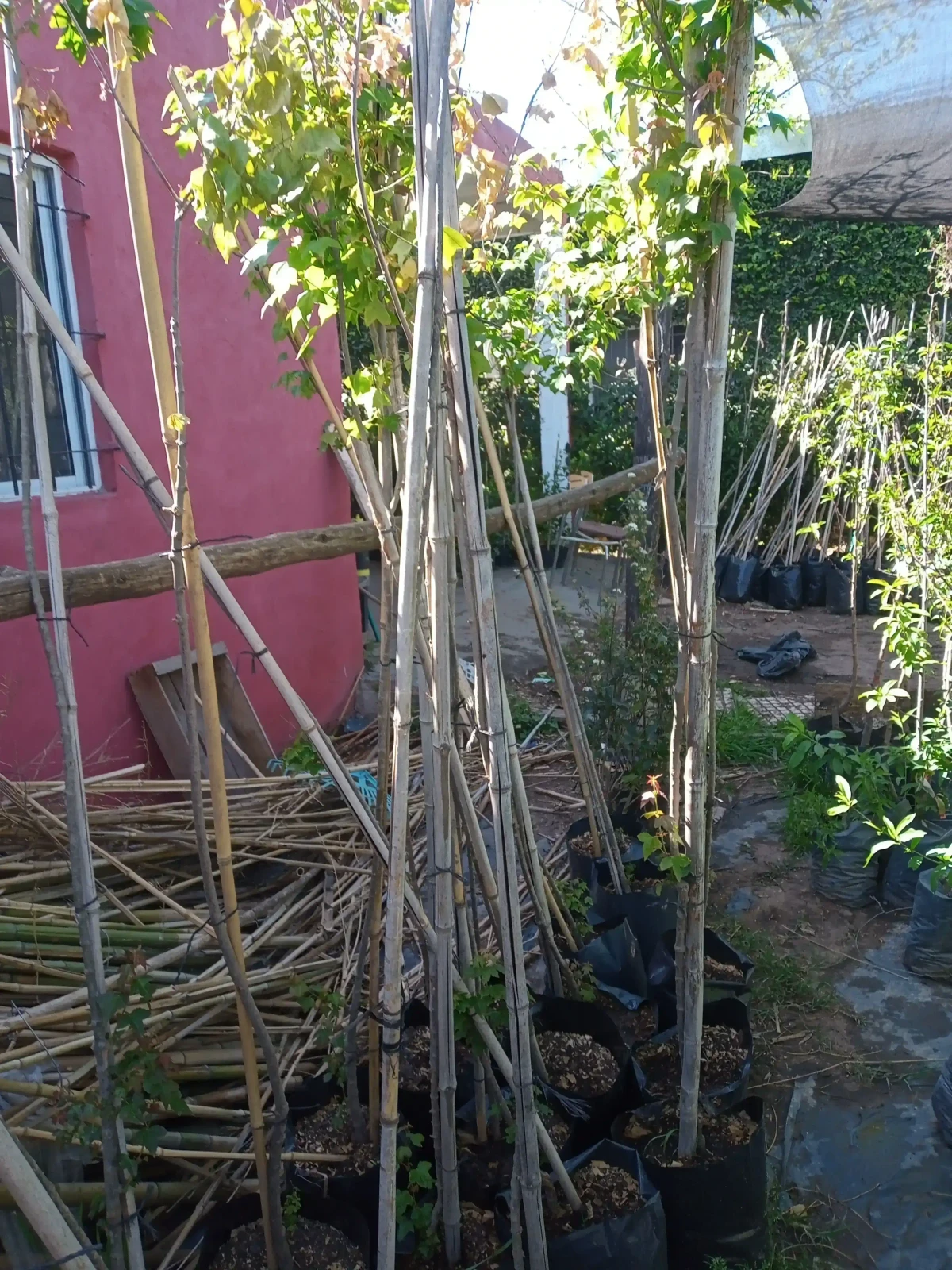 Acer Bueregeriano  4