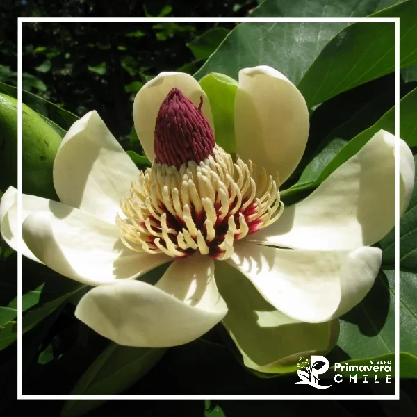 Magnolio Obovata