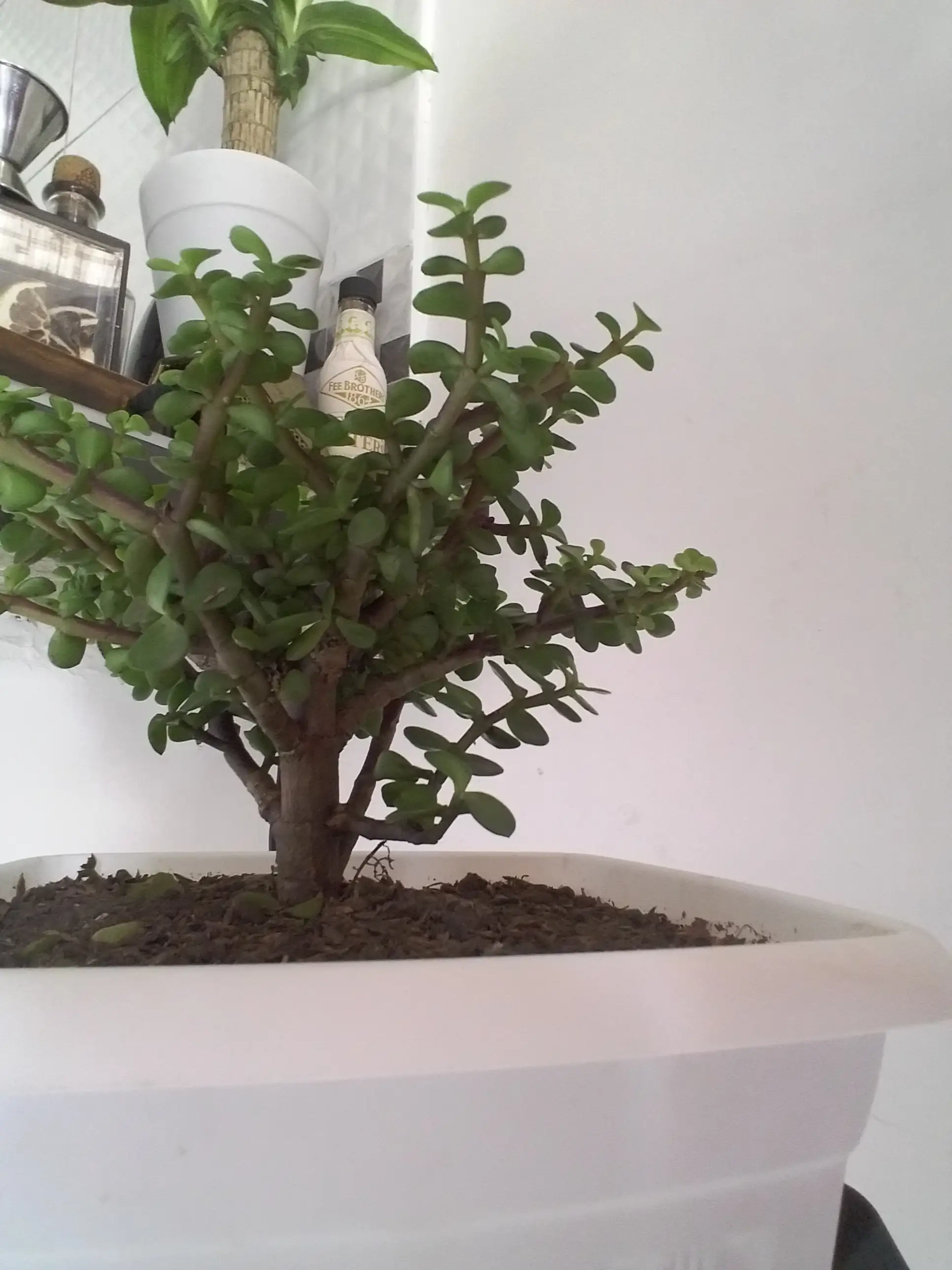  Bonsái Arbol de jade  2
