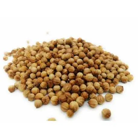 CILANTRO 