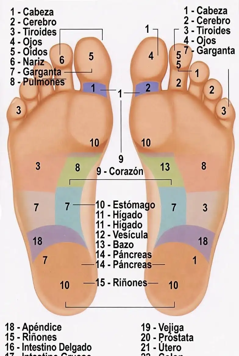 Reflexologia con puntero 