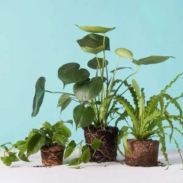 PLANTAS DE INTERIOR SIN MACETA