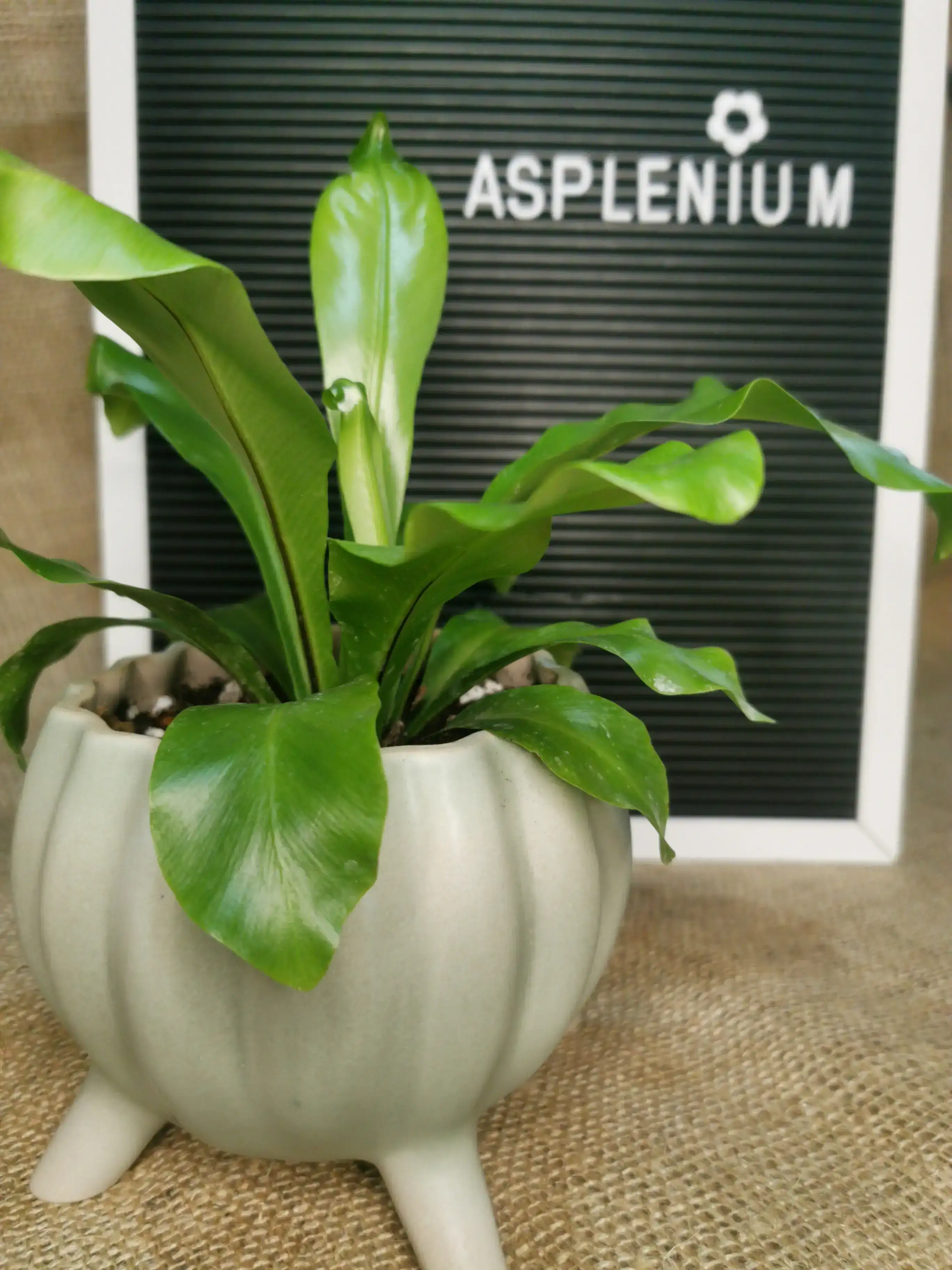 ASPLENIUM SIMPLE 2