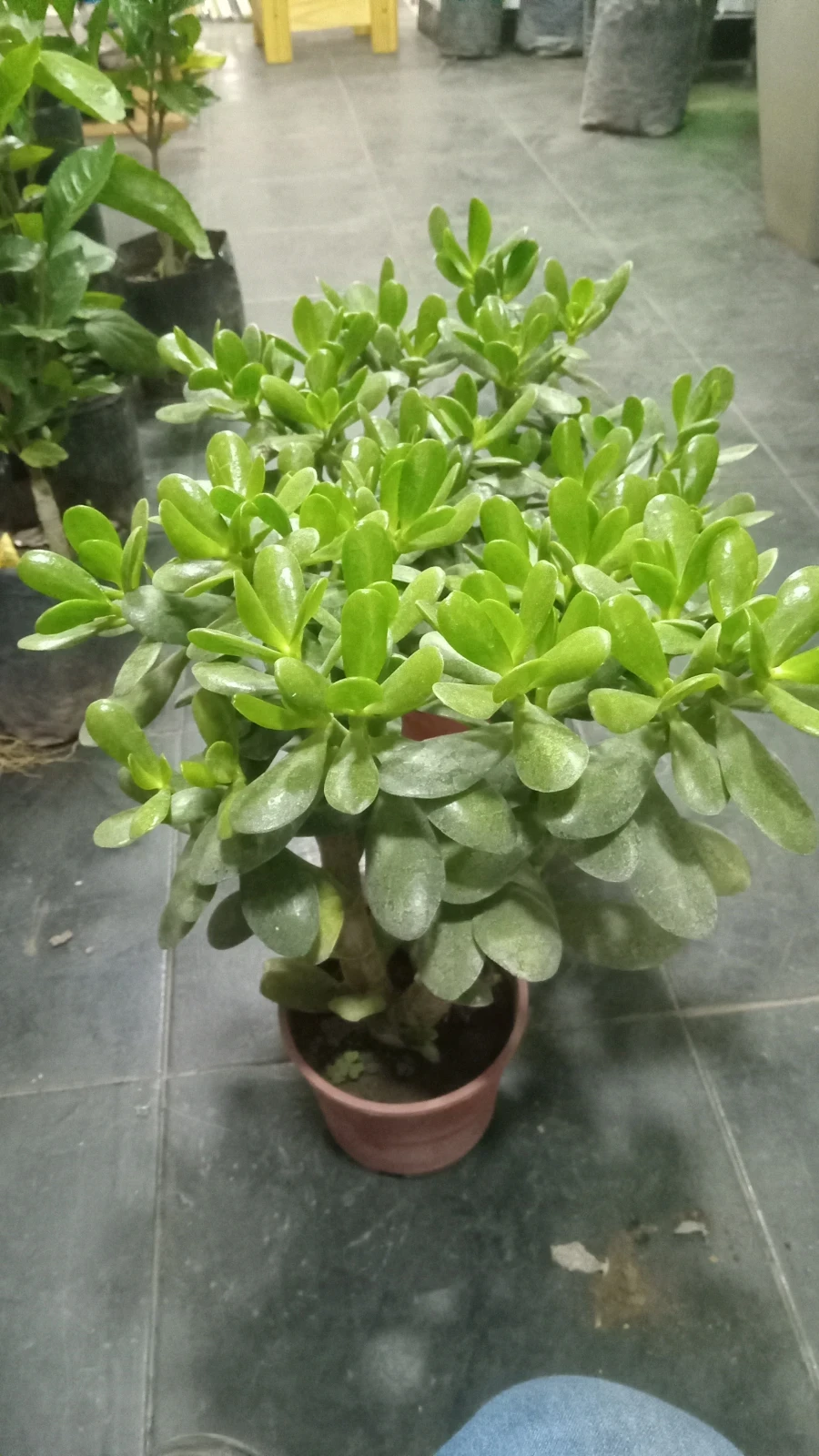 Arbol de Jade 2