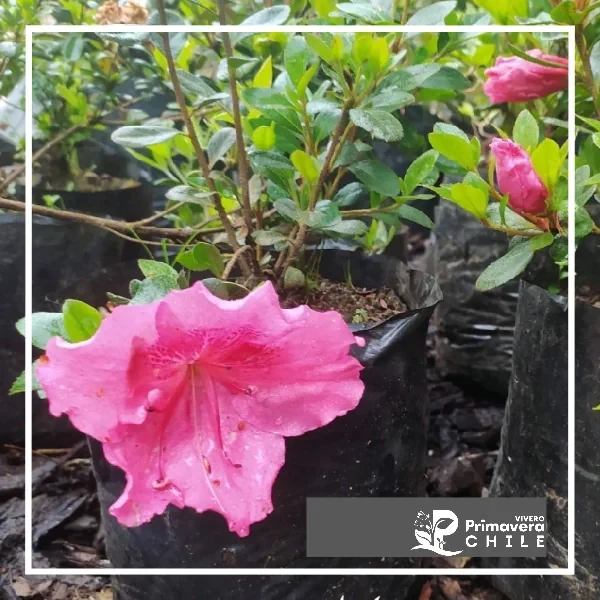 Azalea Fucsia Flor Grande