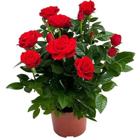 Rosa en Maceta