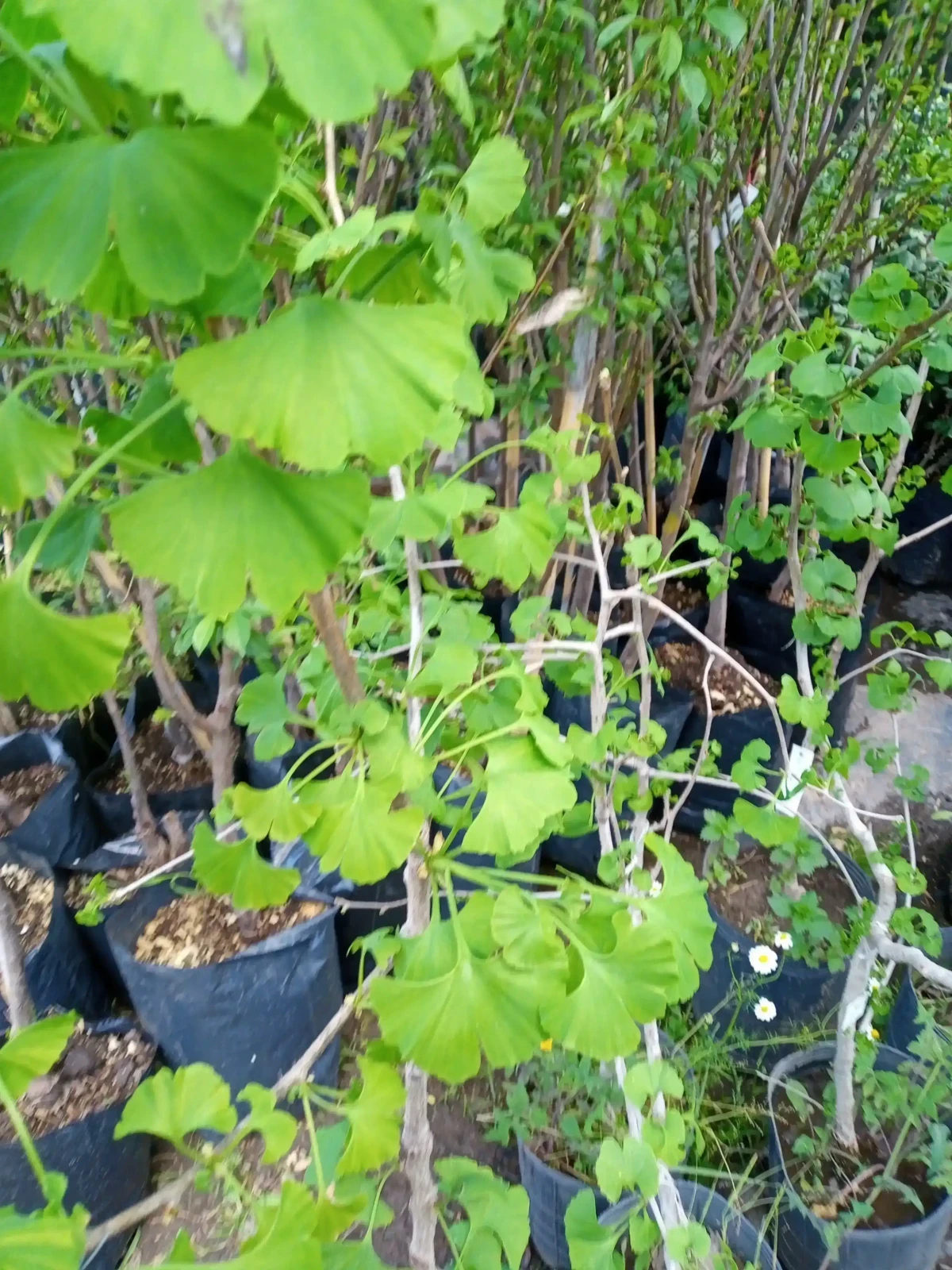 Ginkgo Biloba 2