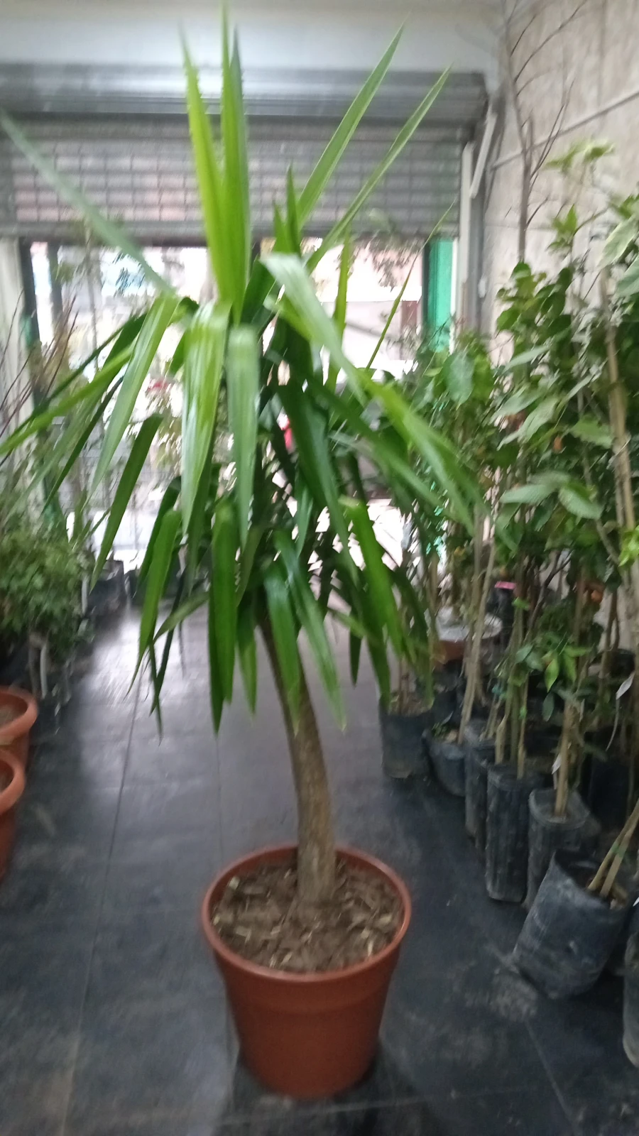 Yuca Palma 2