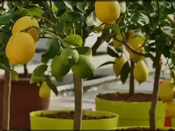 Limonero en maceta 