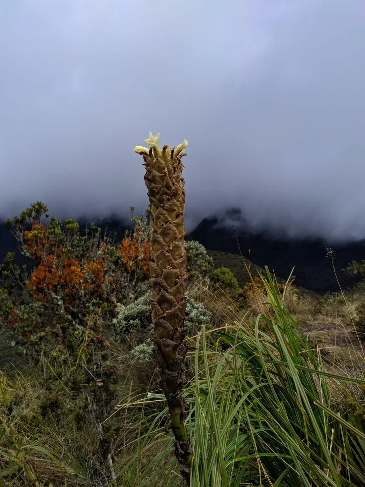 CERRO MORROGACHO SALENTO QUINDIO 5