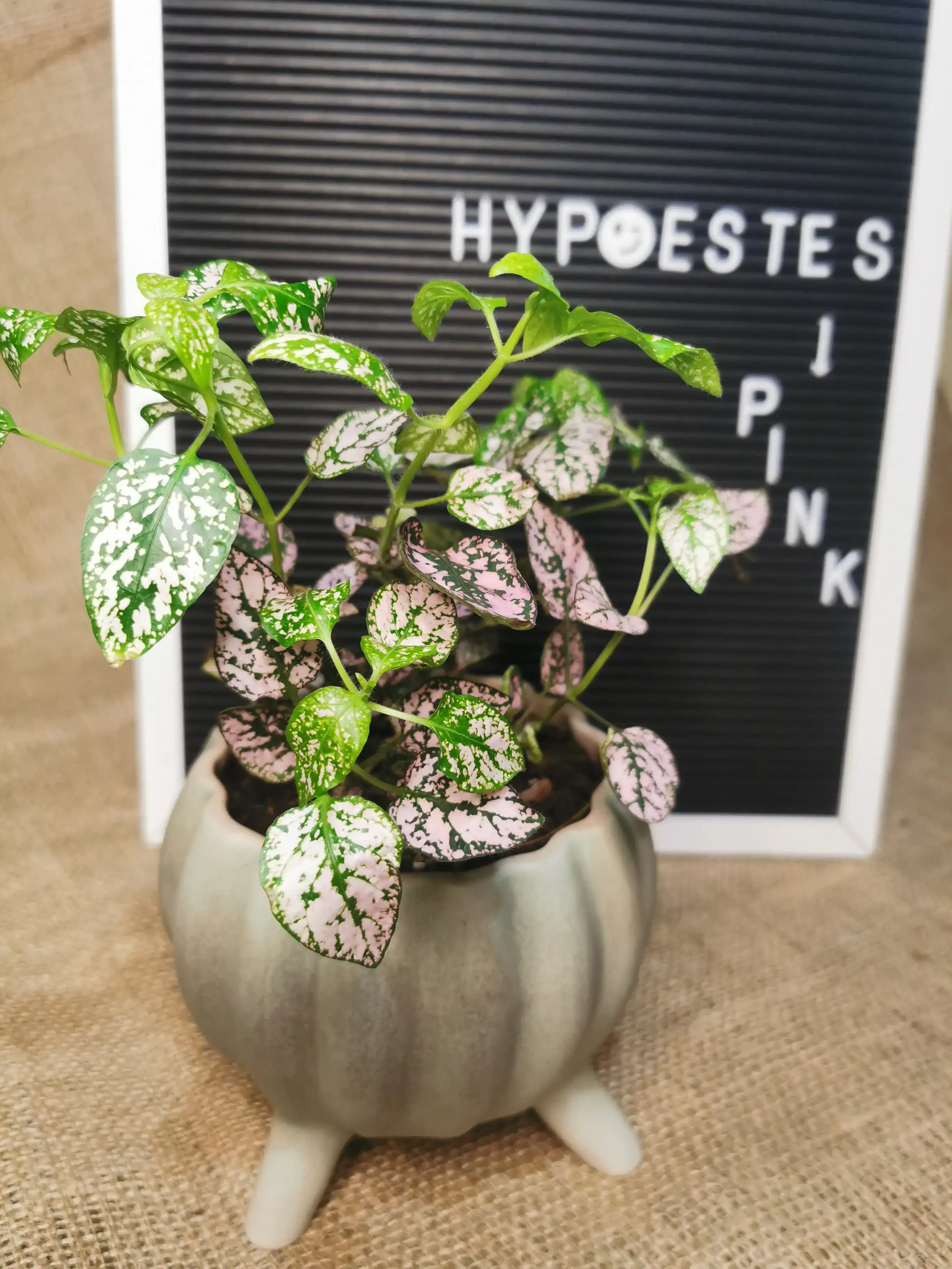 HYPOESTES ROSADO