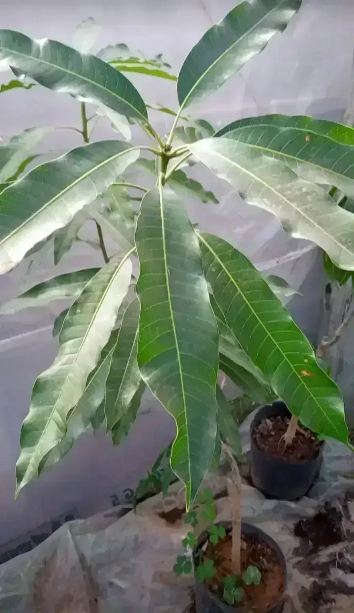 Mango rosado  2