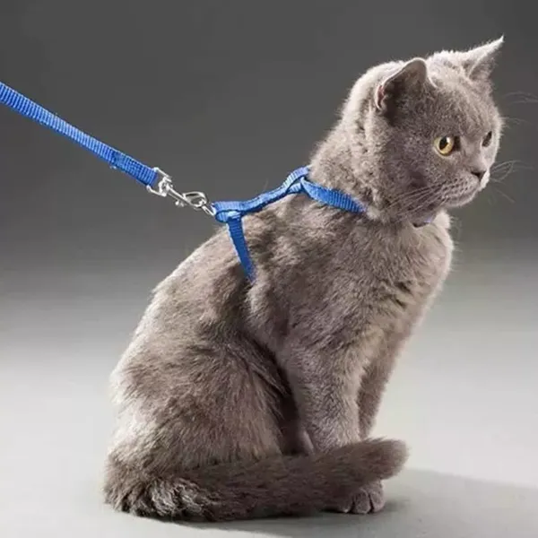 Collares , Pretales Importados Para Gatos