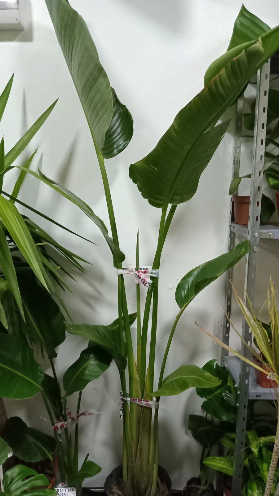 Strelitzia Nicolai grande  3