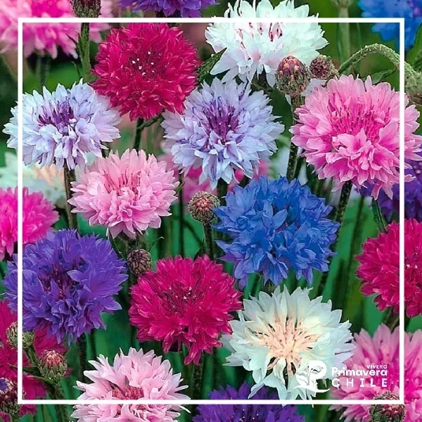 Semillas Centaurea Doble Variada
